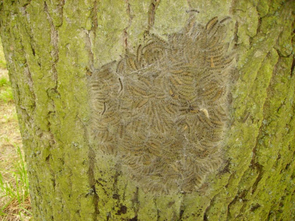 Raupen des Eichenprozessionsspinners (Thaumetopoea processionea) im Nest am Stamm einer Eiche