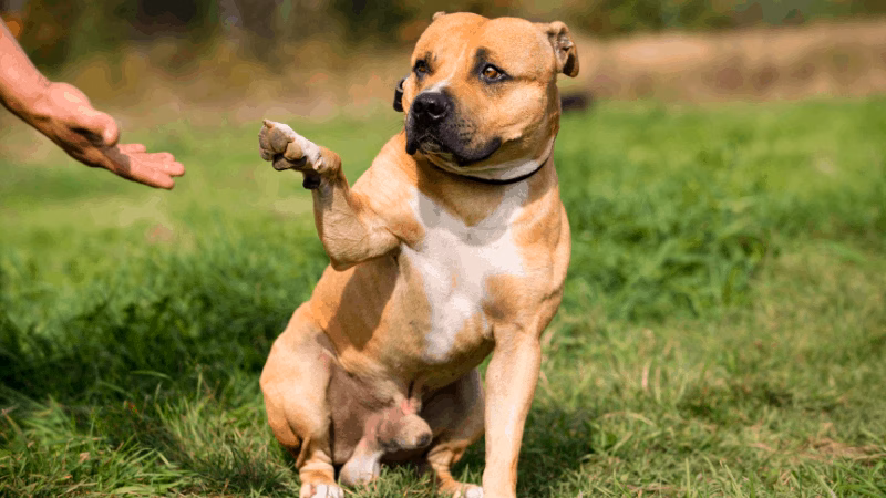 Alter Hund gibt Pfote