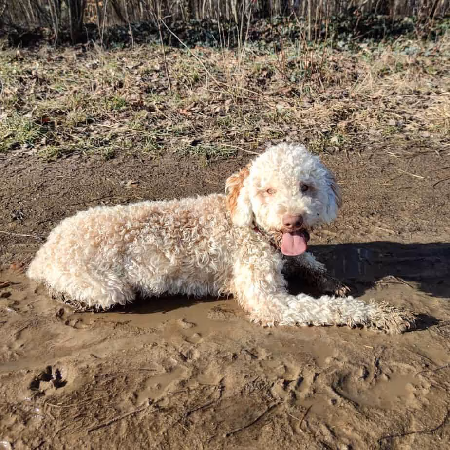Muggi im Matsch
