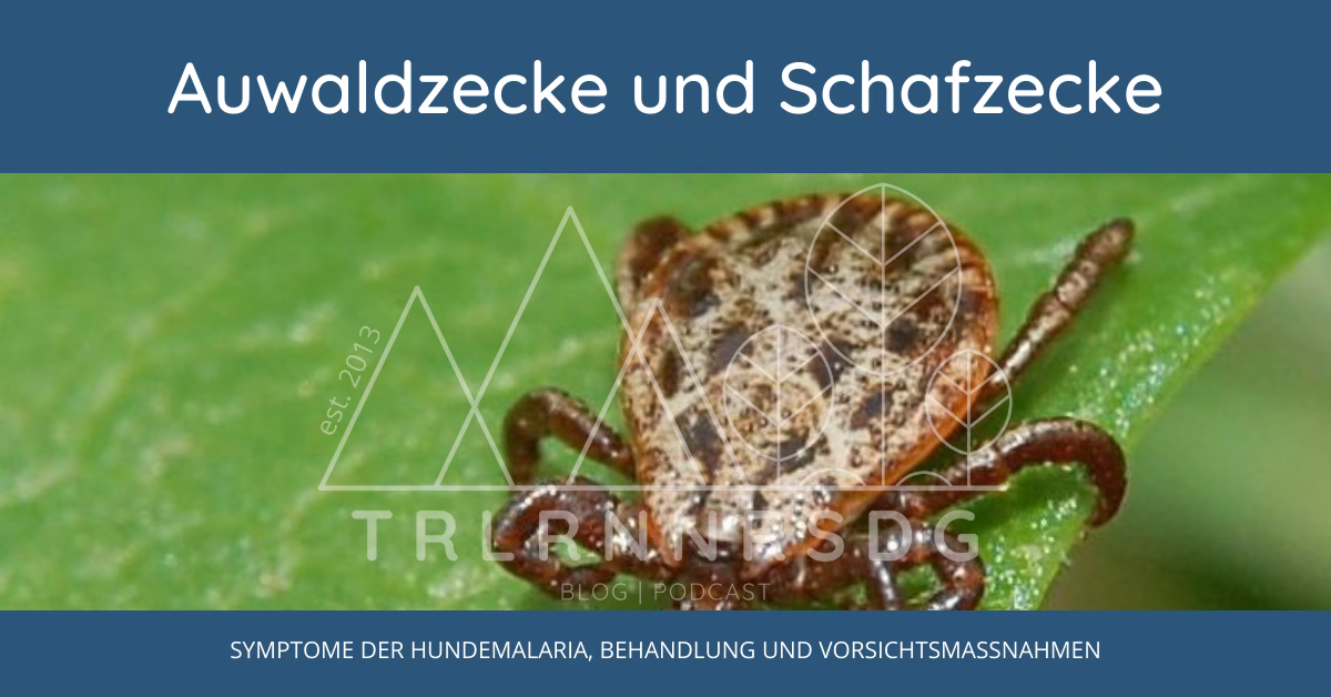 Auwaldzecke