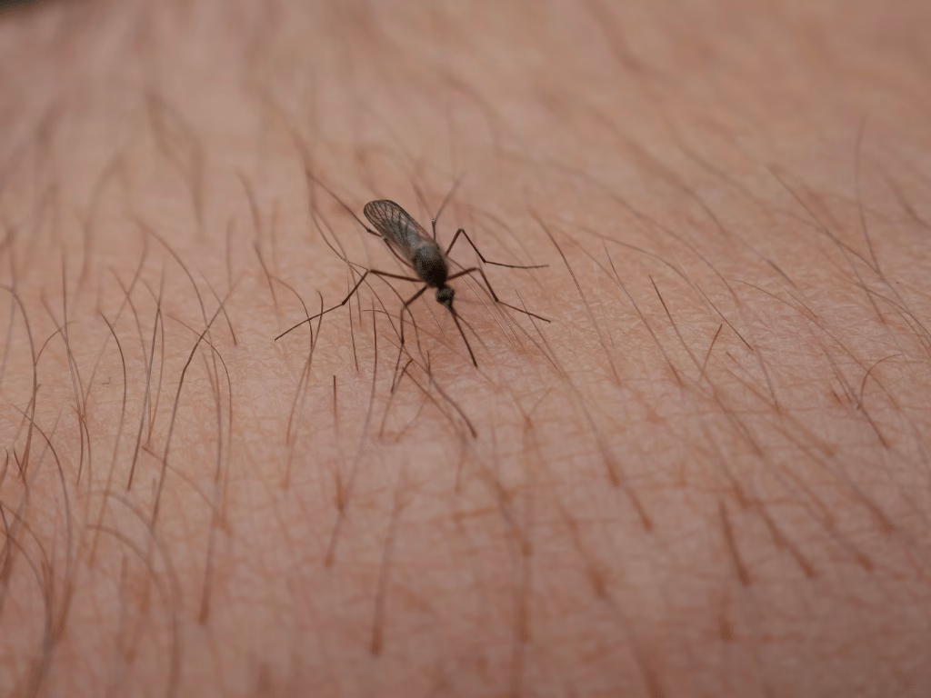 Insektenstich Moskito