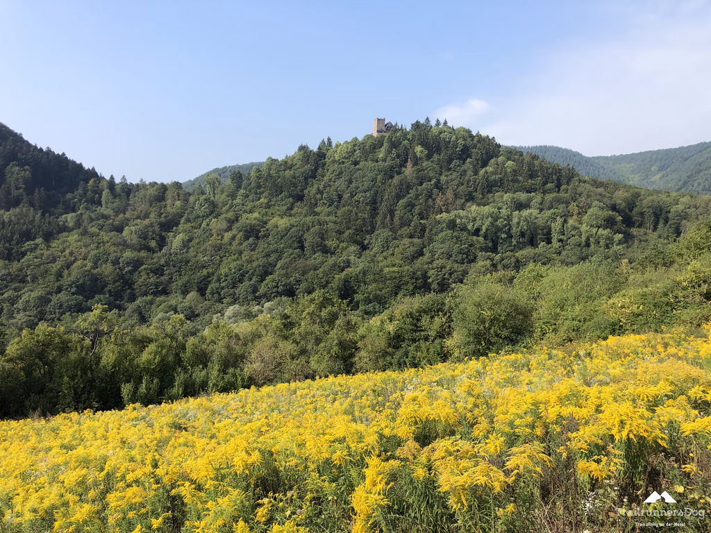 Blick auf die Burg Arras oberhalb von Alf