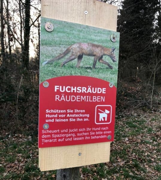 Fuchsräude beim Hund Was tun? TrailRunnersDog.de